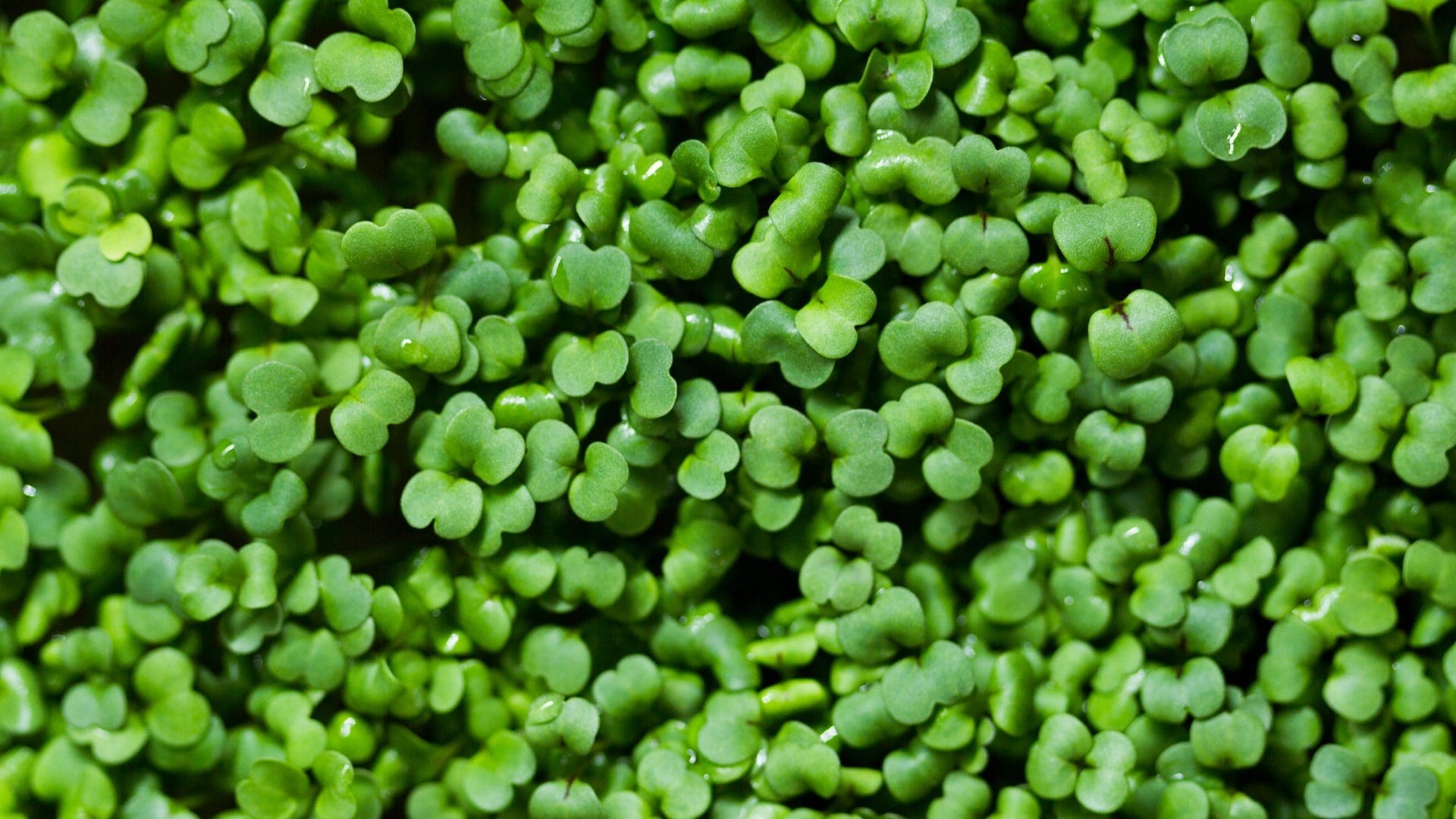 Minivoices – Umami – Clover